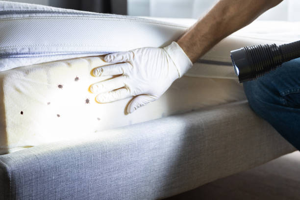 Flea Control Services in Allen Park, MI