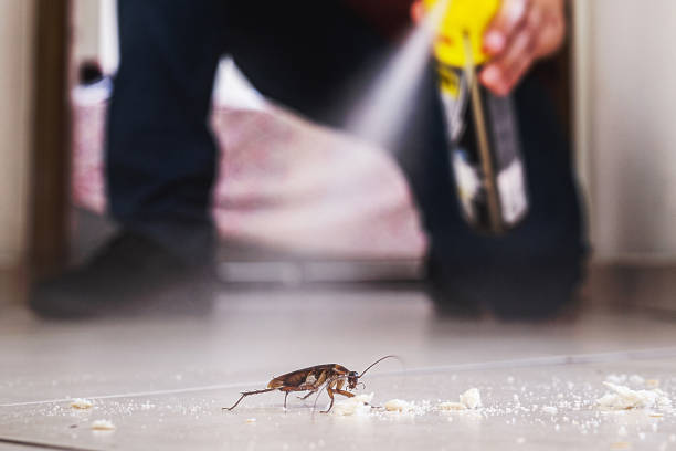 Best Termite Control Services  in Allen Park, MI