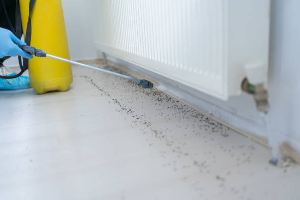 Best Ant Control Services  in Allen Park, MI